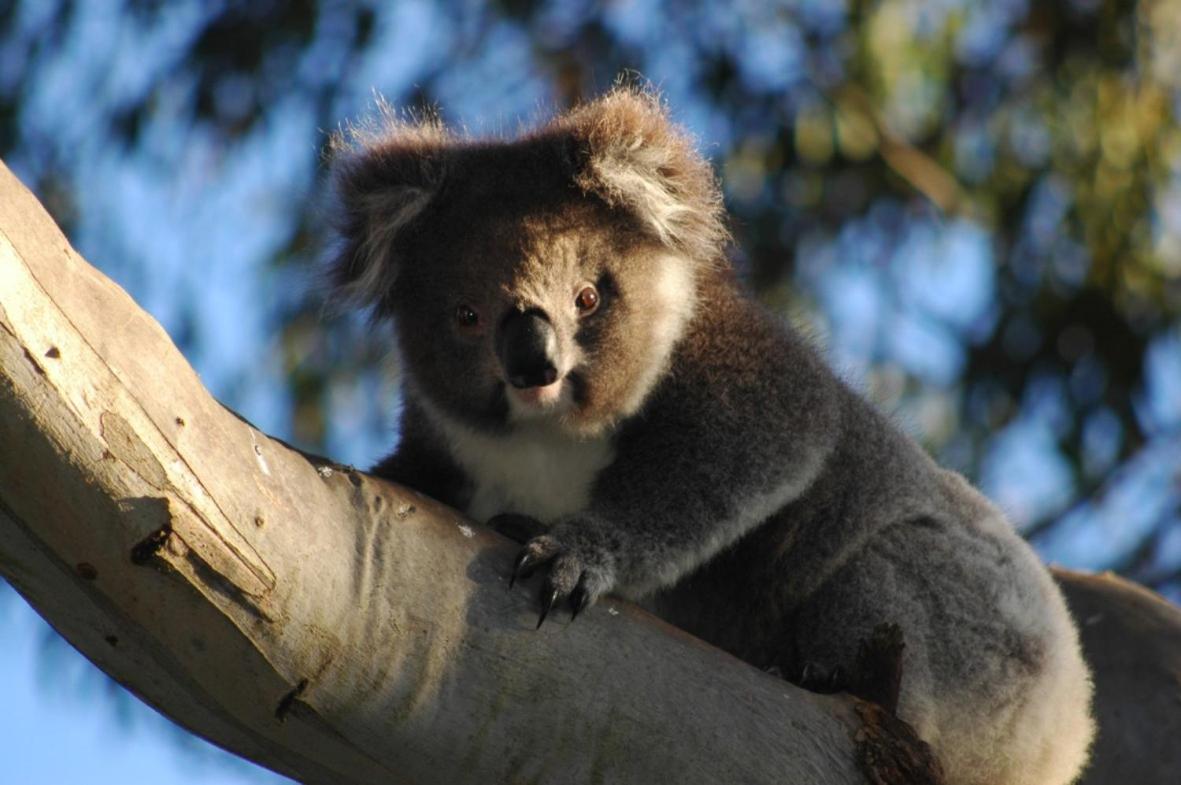 Bimbi Park - Camping Under Koalas Cape Otway Zewnętrze zdjęcie