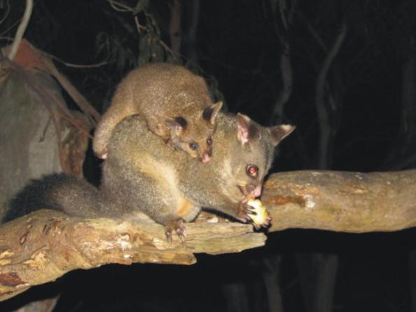 Bimbi Park - Camping Under Koalas Cape Otway Zewnętrze zdjęcie