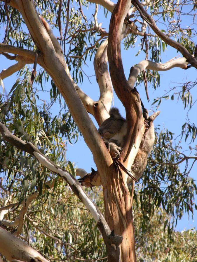 Bimbi Park - Camping Under Koalas Cape Otway Zewnętrze zdjęcie