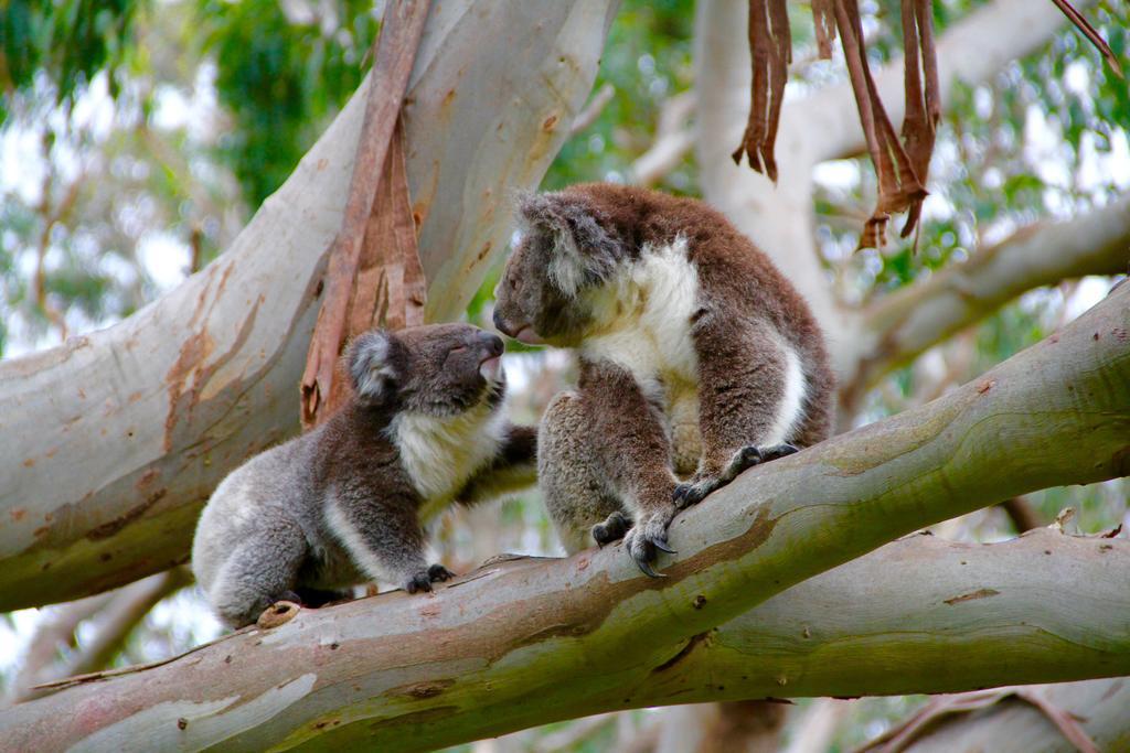 Bimbi Park - Camping Under Koalas Cape Otway Zewnętrze zdjęcie