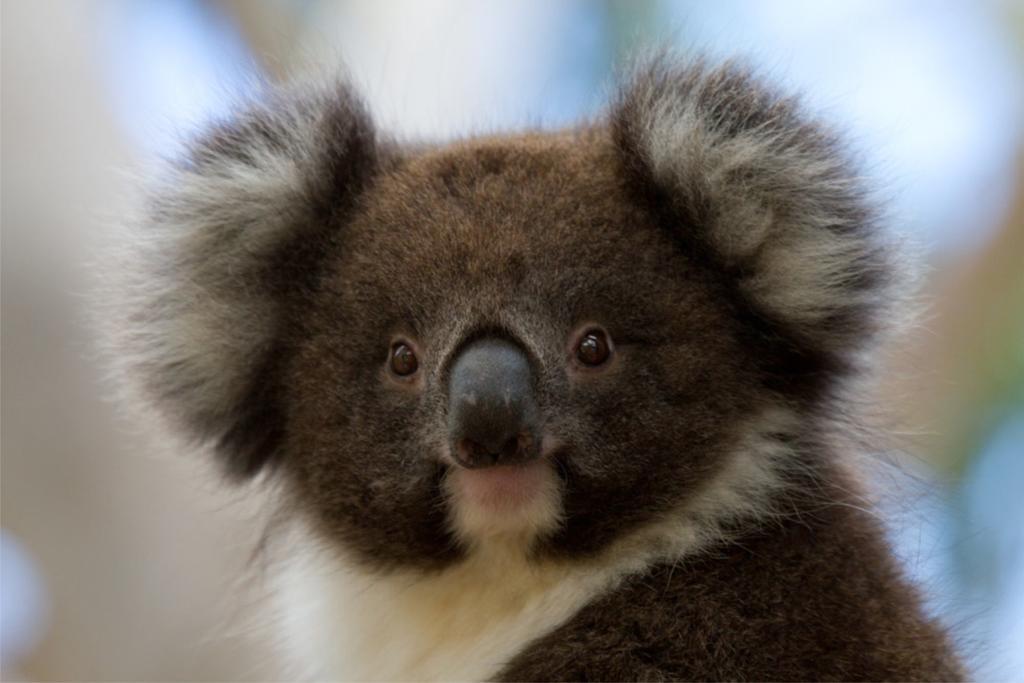 Bimbi Park - Camping Under Koalas Cape Otway Zewnętrze zdjęcie
